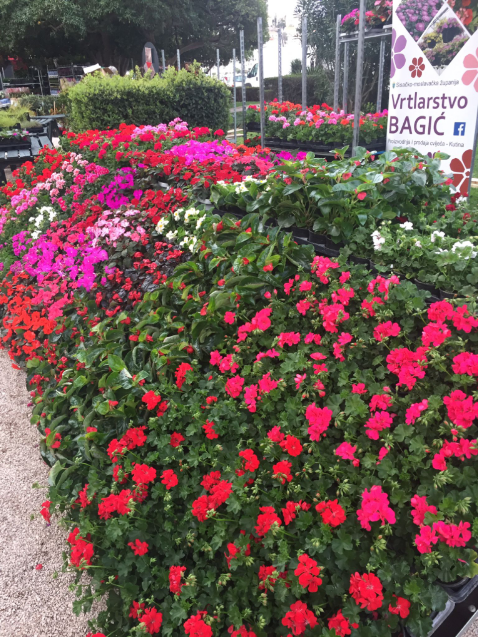 POČEO JE DUBROVNIK FLOWER MARKET CVJETNI VIKEND U DUBROVNIKU