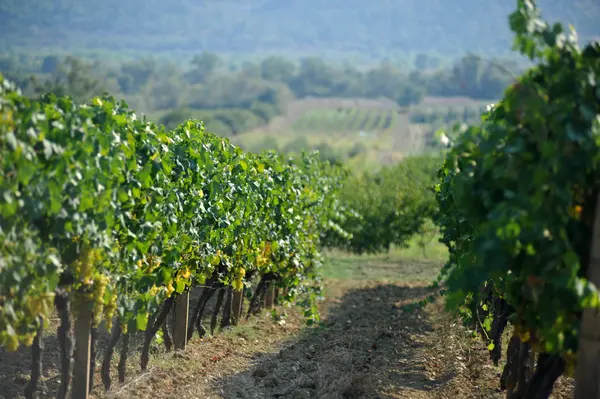 Incentive idea: Grape harvest in the Dubrovnik region 1