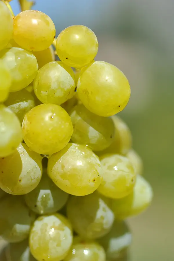 Incentive idea: Grape harvest in the Dubrovnik region 2