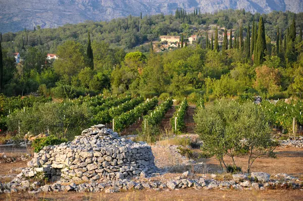Incentive idea: Grape harvest in the Dubrovnik region